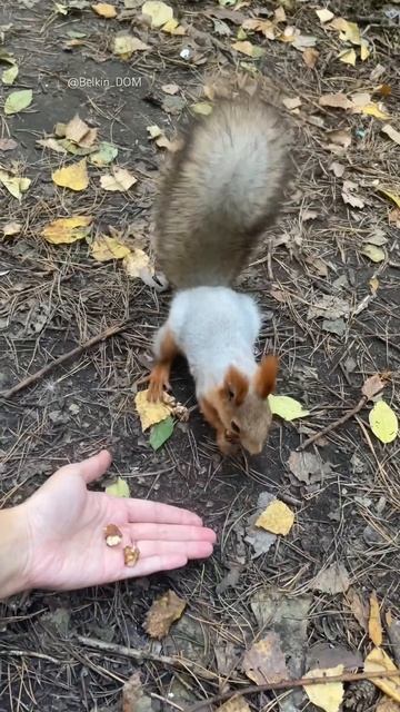 Как Сорока-белобока деток кормила🤣 #белка #белки #белочка #squirrel #кормимбелок #птицы #лес #парк смотреть онлайн