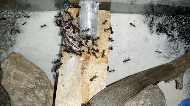 HORMIGAS devorando SALTAMONTES | Hormiguero casero de ytong | Iberoformica subrufa смотреть онлайн