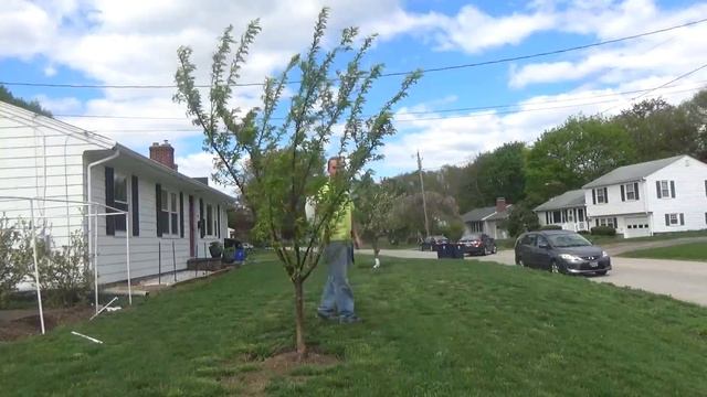 How to get rid of gypsy moth caterpillars organically смотреть онлайн