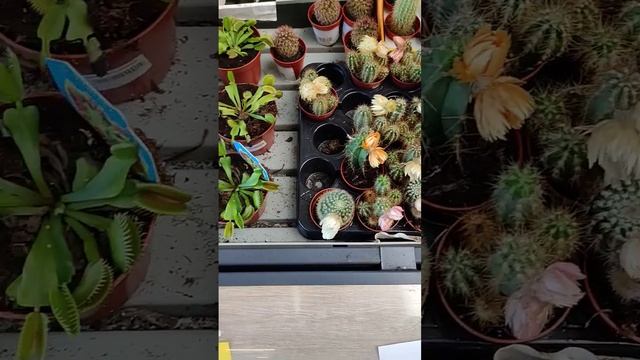 Разные виды Кактусов и По разному Украшены Ушками и Глазками в Эпицентре #кактус #cactus #cactuslov