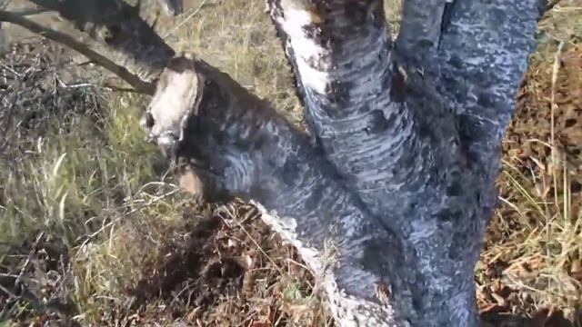 Внесення добрива у черешневому садку восени смотреть онлайн