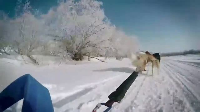 Смотрите фильм_В одной упряжке_Беренгия смотреть онлайн