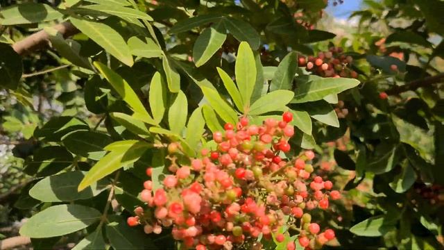 פלפלון דמוי אלה עם פירות Schinus terebinthifolius with fruits смотреть онлайн