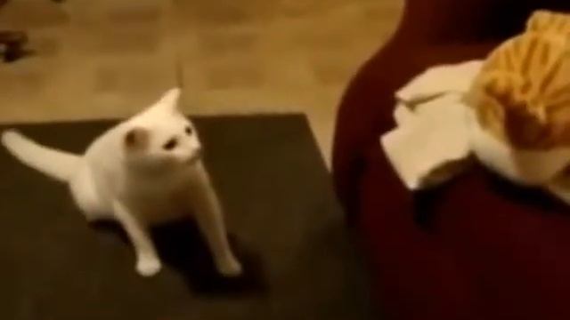 смешное видео 2