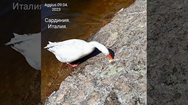 Зона отдыха. Aggius,Sardegna,Italia. 2023 смотреть онлайн