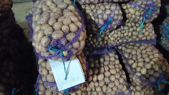 НАСІНЕВА КАРТОПЛЯ. смотреть онлайн