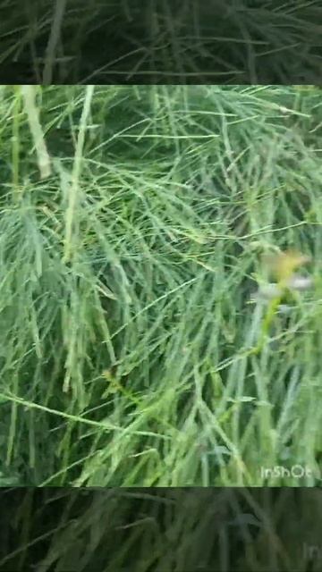 Растения гиганты!!!😇😇😇Plants Are Giants