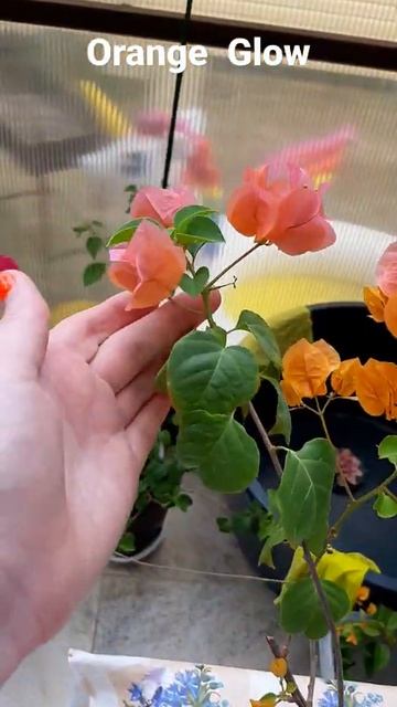 сорт Orange Glow смотреть онлайн