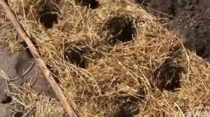 Посадка картофеля под соломой