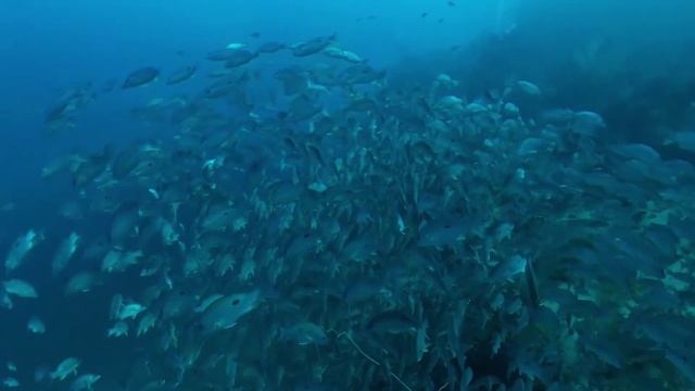 Koh Tao: Sail Rock, SW Pinnacle, Chumphon Pinnacle смотреть онлайн