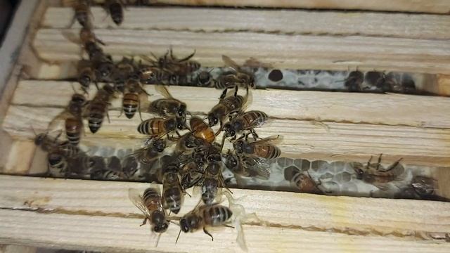 Пчелы встречают матку после осеменения смотреть онлайн