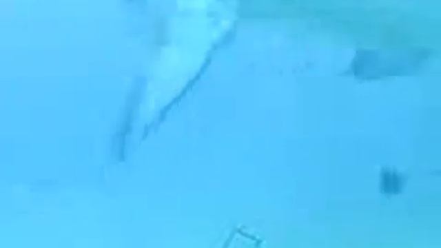 Shark vs Sea Snake ! amazing batle смотреть онлайн
