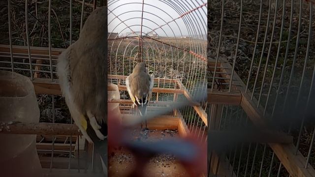 кызыл кыя щегол смотреть онлайн