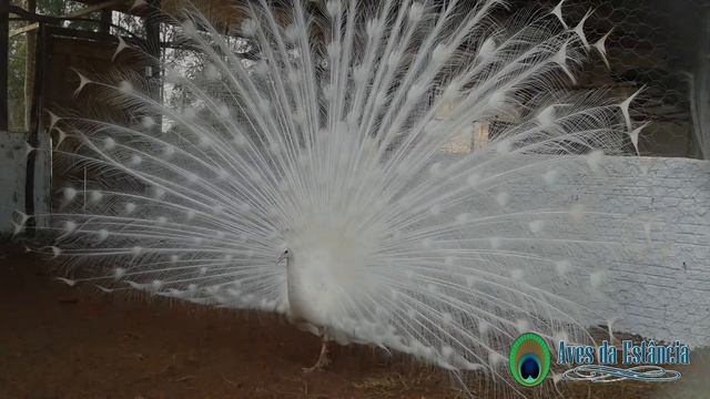 Pavões Aves da Estância - Brancos e Azuis ( Zaz - Belle) смотреть онлайн