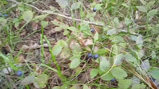 Черника ЕЩе есть в лесу!