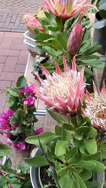 Protea #protea#протеа#blumen смотреть онлайн