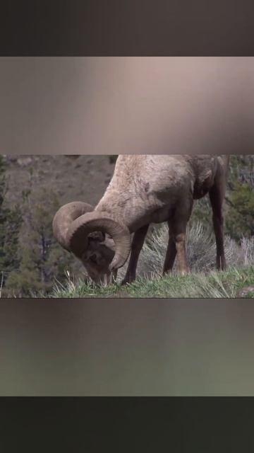 nature | big horn | animal | forest | beautiful scenery | real clip | endangered species | 🐏🏞🌳🤩🥰😍❤ смотреть онлайн