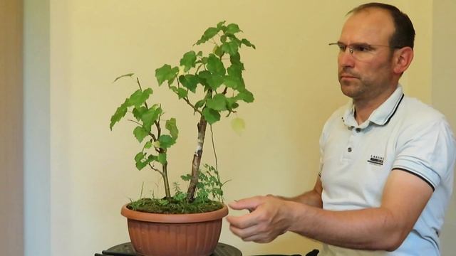 Betula Pendula (mesteacăn) - proiect bonsai ep.3 смотреть онлайн