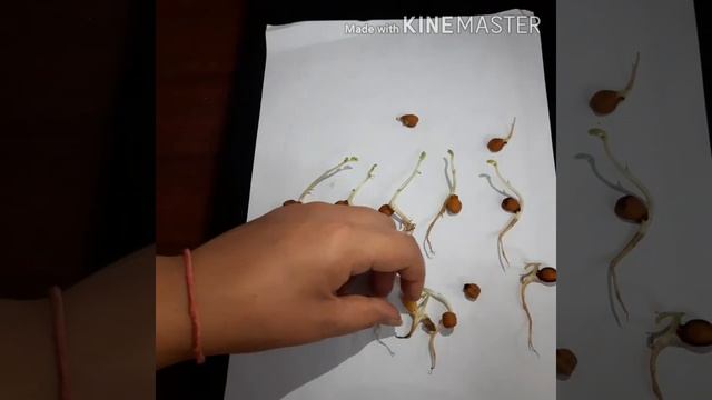 *BIOLOGY AROUND US* HYPOGEAL GERMINATION by Dr. Namrata Joshi смотреть онлайн