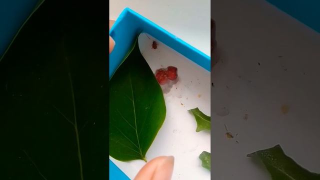 Божья корова💝😅😃😚💝💖💙💚❤💛🧡💜💖💞💝💗☺ смотреть онлайн