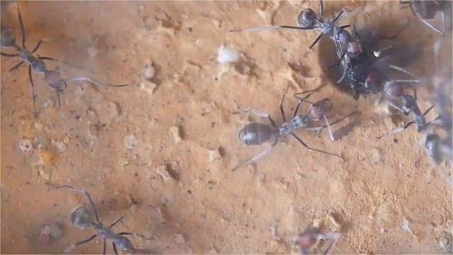 Camponotus singularis Fütterung im Nest mit Fliege смотреть онлайн