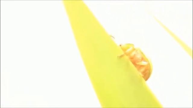 Besouro Verde. Coleoptero da família Chrysomelidae e gênero Platyphora смотреть онлайн