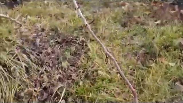 Туман как в Москве или осень для ленивых. смотреть онлайн