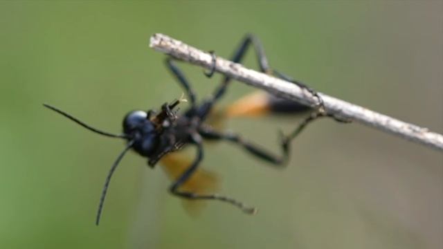 BEAUTIFUL AMMOPHILA WASP! Grooming In The Garden!  Long-Legged Lovely And A Beneficial Pollinator!
