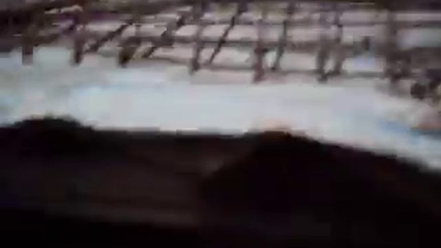 Кормлю голубей всё хорошо ( 13.02.19 ) смотреть онлайн