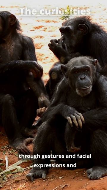 The Chimpanzees #shorts смотреть онлайн