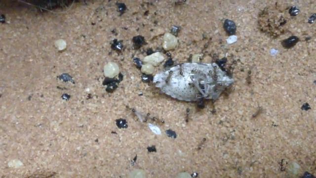 Pheidole spathifera eating a Stink bug смотреть онлайн