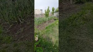 как легко и просто поднять землю в огороде