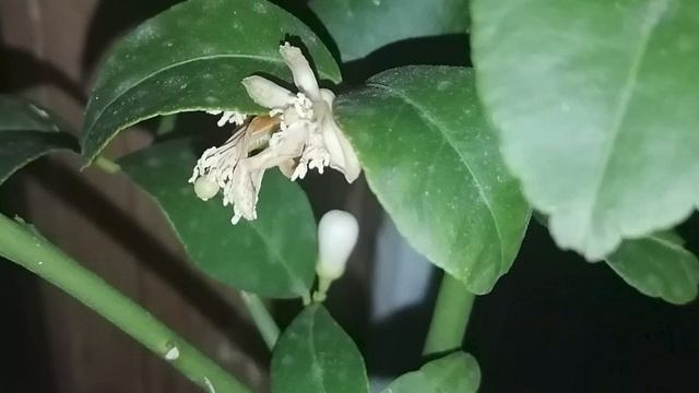 Влогмас!!!!Лимон-Загара Бианка-Отглеждане на цитруси и екзотики смотреть онлайн