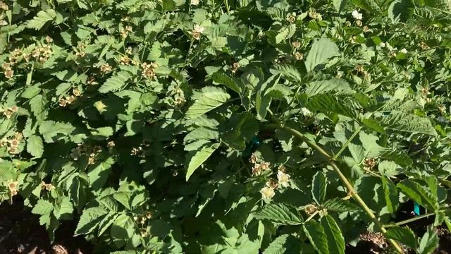 Small Berries and Visiting Bees - Backyard Boysenberry May 5, 2022 смотреть онлайн
