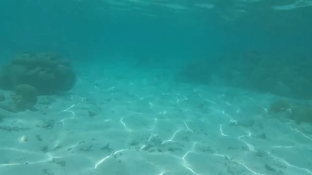 Maldives Shangri-La Villingili coral 01 смотреть онлайн