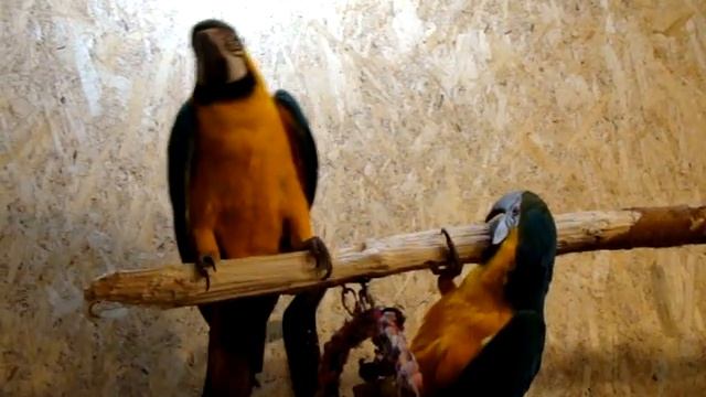 Ары 2 смотреть онлайн