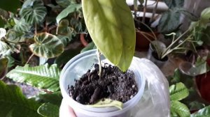 Май 2024. Новинки. Папоротник микросорум крокодил. Мicrosorum musifolium crocodyllus