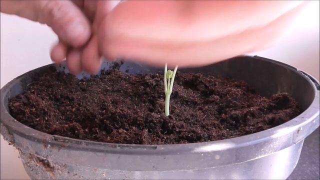 HOW TO GROW NASTURTIUMS FROM START TO FINISH #gardeninguk #gardening смотреть онлайн