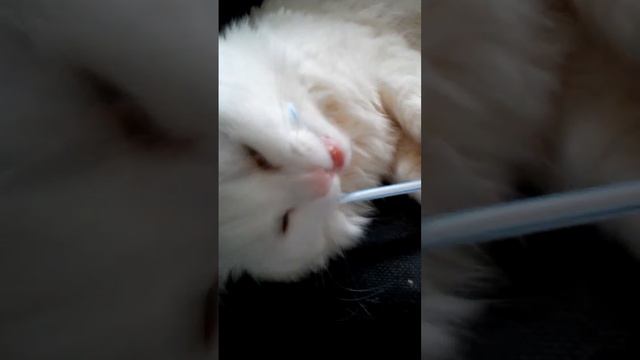 Кот злится на палочку