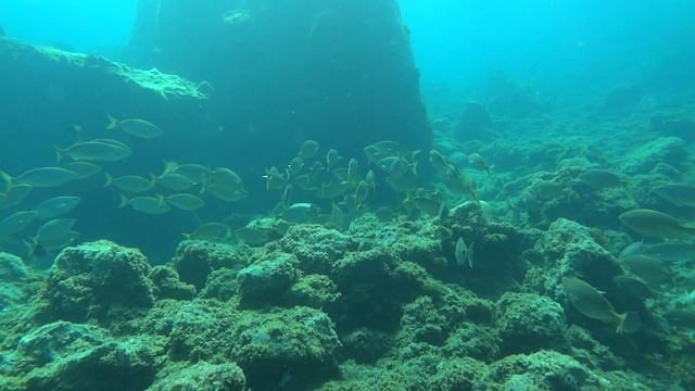 sarpa salpa смотреть онлайн