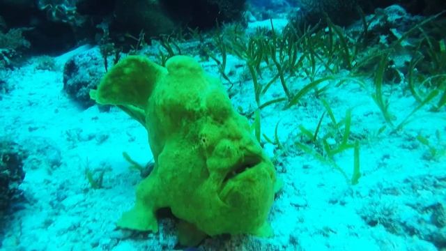 Giant Green Frog Fish Philippines смотреть онлайн