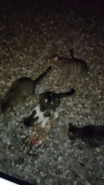 Дикие коты смотреть онлайн