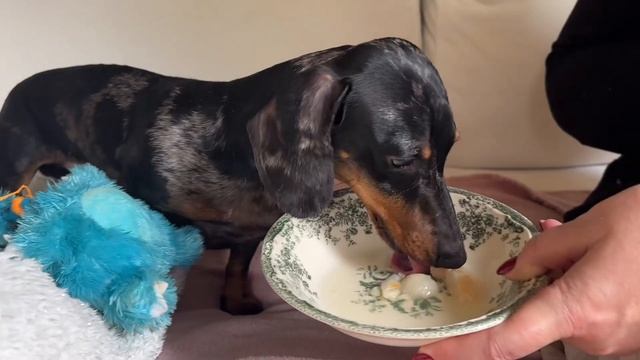 MINI DACHSHUND IS A VERY STRANGE DOG