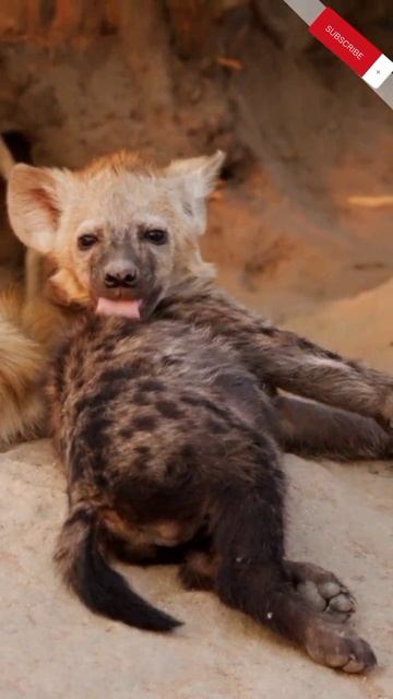 Hyenas in the African ecosystem смотреть онлайн