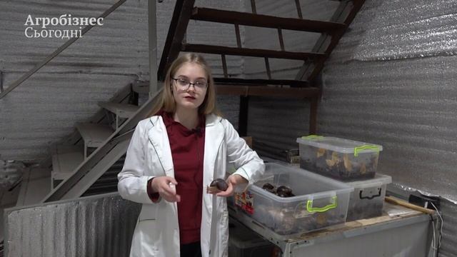 Розведення равликів нішевий бізнес чи вигідна справа смотреть онлайн
