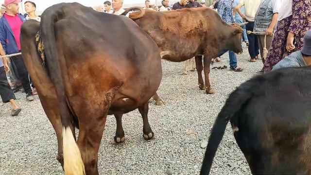 ШИРТЕ МОЛИ АРЗОНТАР МОЛБОЗОРИ ПАХТАОБОД НАРХИ ГОВИ ШИРТЕ ШИРДОР РӮЗИ ЯКШАНБЕ смотреть онлайн