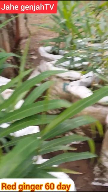 Jahe merah usia dua bulan | How to grow red ginger aged 60 hearts is very fertile смотреть онлайн