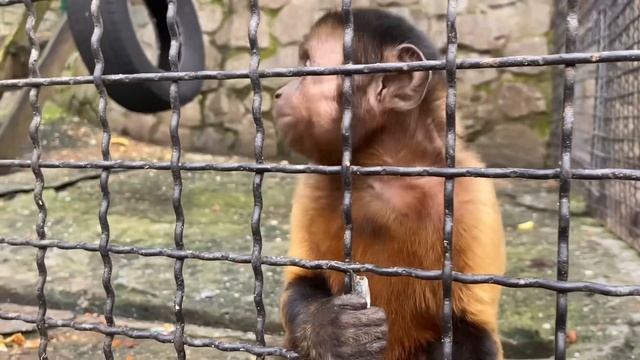 ВЫ ТОЧНО НЕ ВИДЕЛИ, как ЭТИ обезьяны едят РЫБУ из рук Татьяны Ивановны! смотреть онлайн