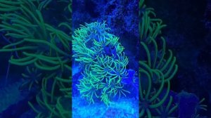 Червь жрёт силикон в морском аквариуме или новая фобия аквариумистов :)