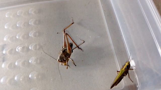 Серый Кузнечик против Кобылки (Wart-biter Vs Grasshopper)